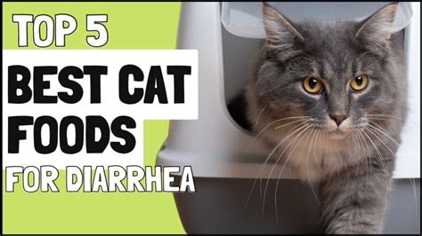 Cat Diarrhea: What Causes Cat Diarrhea How To Treat It | atelier-yuwa ...