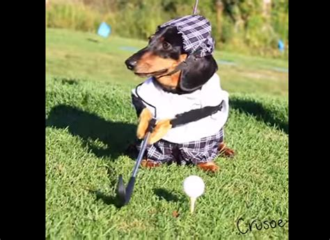 Nothing To See Here, Folks! Just A Couple Dogs Playing Golf