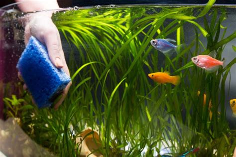 6 Simple Steps to Clean a Fish Tank with Ease | IBMK