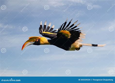 Beautiful Great Hornbill Flying in Nature Stock Photo - Image of parrot ...