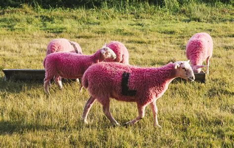 Petition launched to stop Latitude Festival from dyeing sheep pink