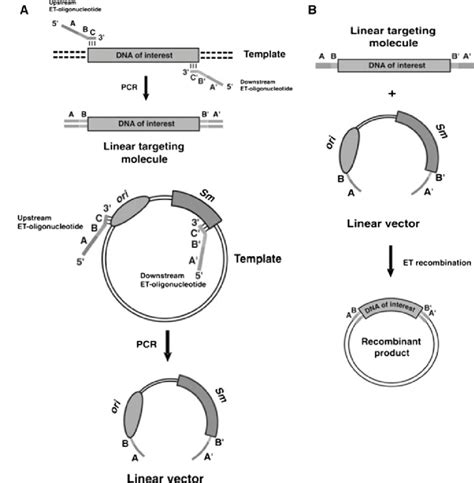 a Design of the oligonucleotides and generation of the linear targeting... | Download Scientific ...