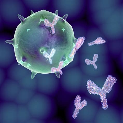 IgM (Immunoglobulin M) Antibodies: Blood Test + Low & High Levels - SelfHacked