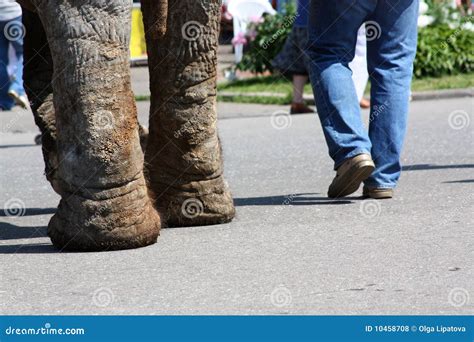 Feet Of The Man And Elephant Stock Photo | CartoonDealer.com #10458708