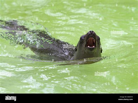 Loud utterance hi-res stock photography and images - Alamy