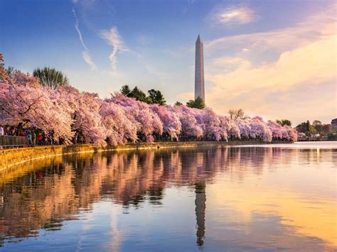 Enjoy Washington DC’s cherry blossom festival from your home | Times of India Travel