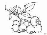 Blueberry Branch coloring Page  Free Printable Coloring Pages sketch template