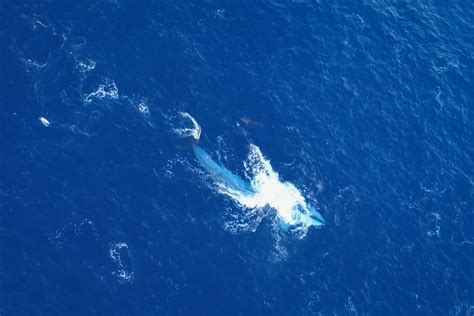 Spectacular whale sighting in the Pacific Ocean – Wildwatch