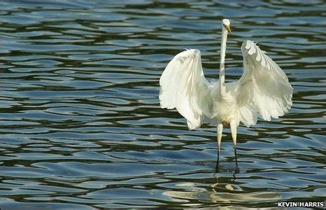 Rare Bird England - unique rare bird