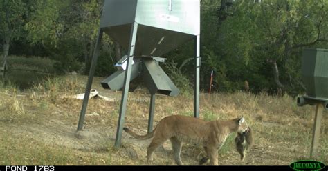 Mountain Lion Spotted on Trail Camera