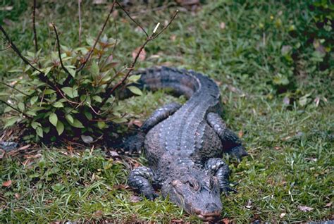 File:China-Alligator.jpg - Wikipedia, the free encyclopedia