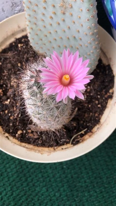 Pincushion Cactus Flowering [Video] | Flower pots, Cactus flowers, Flower garden