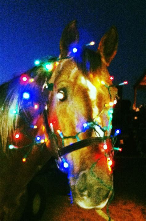 Horse in Christmas lights;) | Animals | Pinterest