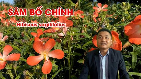 Công dụng Sâm Bố Chính - YouTube