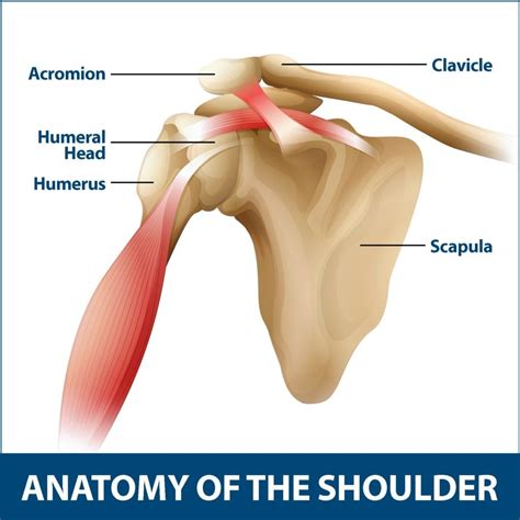 Shoulder Arthritis Info | Florida Orthopaedic Institute