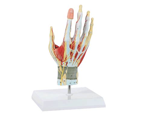 Pin by Ofelia De Avila on Anatomia in 2022 | Skeleton model, Hand anatomy, Hand model