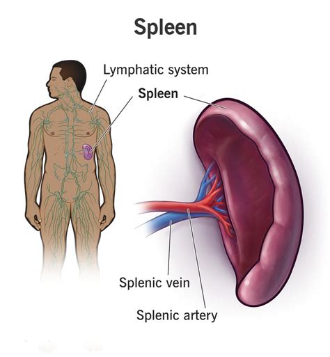 Key Organs of the Lymphatic System: Functions and Locations. - CBSE Class Notes Online ...