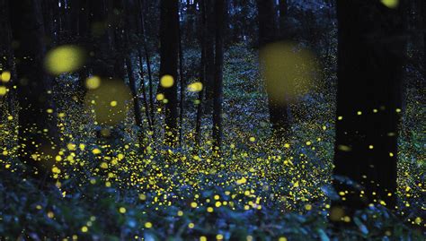 Night Lights: Fireflies