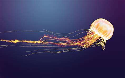 Mesmerizing Jellyfish: A Stunning HD Wallpaper