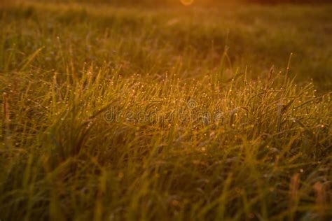 Early Morning on the Tips of the Grass Stock Photo - Image of early, autumn: 151738190