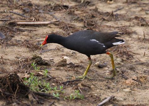 Rallidae | Idaho Fish and Game