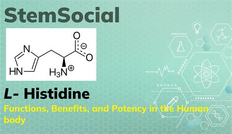 L- Histidine: Functions, Benefits, and Potency in the Human body