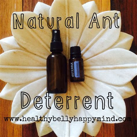 Natural Ant Deterrent – Amy Innes