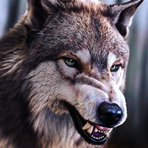 Wolf (snarl) by Massimo RighiNew rendering of my 3D Wolf - Maya/Arnold/ Shave and a Haircut. www ...