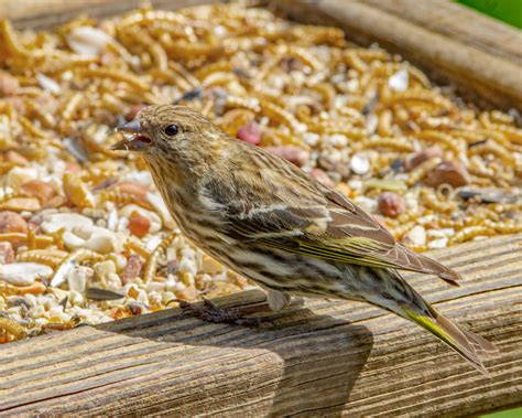 Pine Siskin - FeederWatch