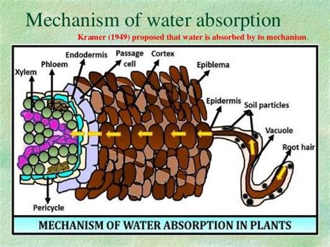 Absorption of water ppt