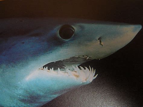 File:Close up of mako shark head 005.jpg - Wikipedia