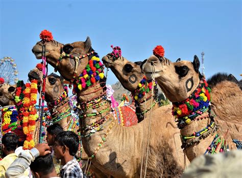 SALIDA ESPECIAL PUSHKAR FAIR 2023 – Angloindiago