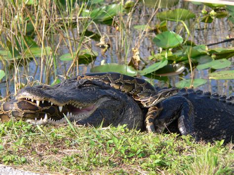 File:Gator and Python.jpg - Wikipedia