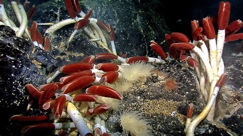 File:Riftia tube worm colony Galapagos 2011.jpg - Wikimedia Commons