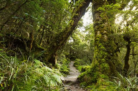 Native Beech Forest New Zealand Stock Photo - Download Image Now - Routeburn Falls, Beech Tree ...