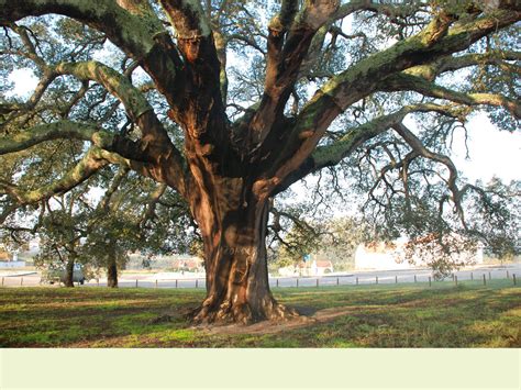 Portugal's Oldest Producing Cork Tree | Spirited Magazine