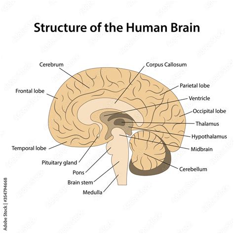 Fototapeta Structure of the human brain with main parts labeled ...