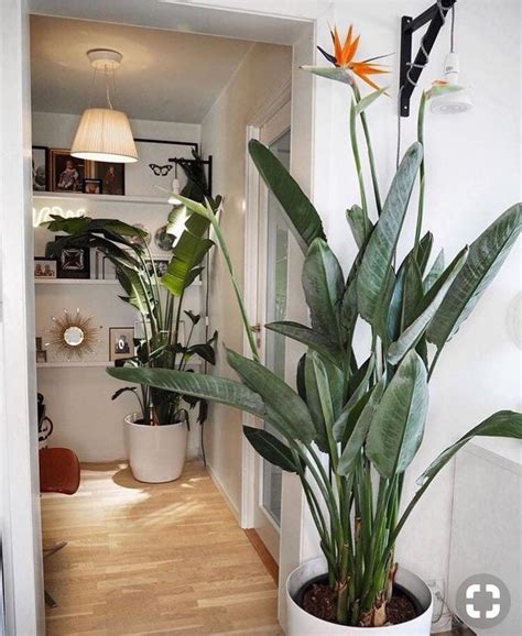 Bird Of Paradise Plant Indoor