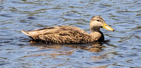 Mexican Duck | Mexican Birds.org