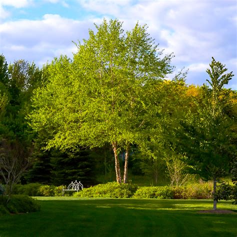 Heritage Birch Clump Trees For Sale | The Tree Center