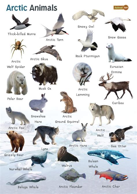 Top 118 + Polar region animals chart - Inoticia.net