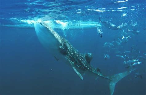 Diving with Whale Sharks | João Cajuda – Travel Blog