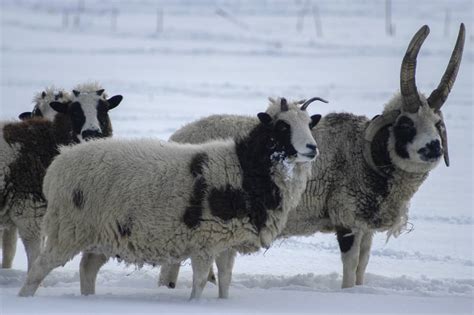 Jacob Sheep Breed Information: Excellent Wool-Producing Sheep with ...