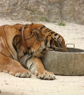 Sleeping Tiger | Tiger Temple Kanchanaburi Provence, Thailan… | S B | Flickr