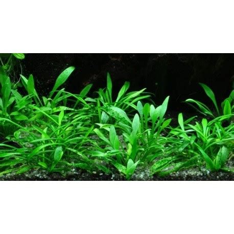 Cryptocoryne parva | Elysian Flora