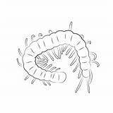 Black Centipede Coloring Page For Kids  Free Centipedes Printable sketch template