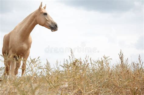 Horse in the steppe stock photo. Image of color, dobbin - 118842456