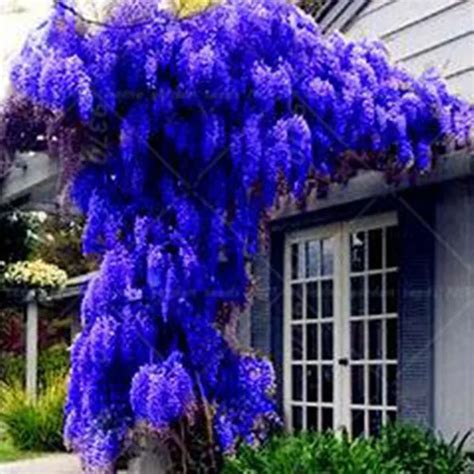 Blue Chinese Wisteria Tree Seeds