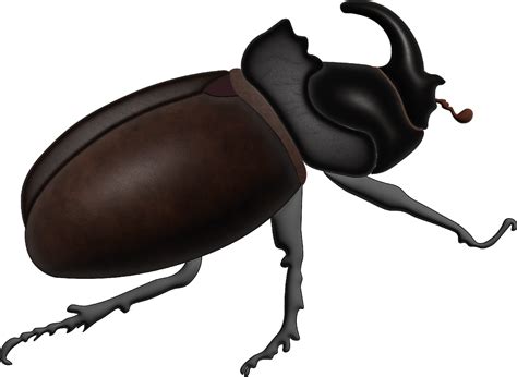 Plus de 1 images vectorielles gratuites de Rhinoceros Beetles et de ...