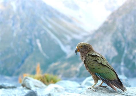 7 Places to Spot Native Wildlife in New Zealand